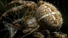 Spider bite: odziv telesa in prva pomoč